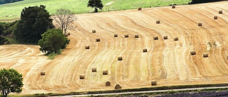 A rural landscape with fields of lavender and hay bales.