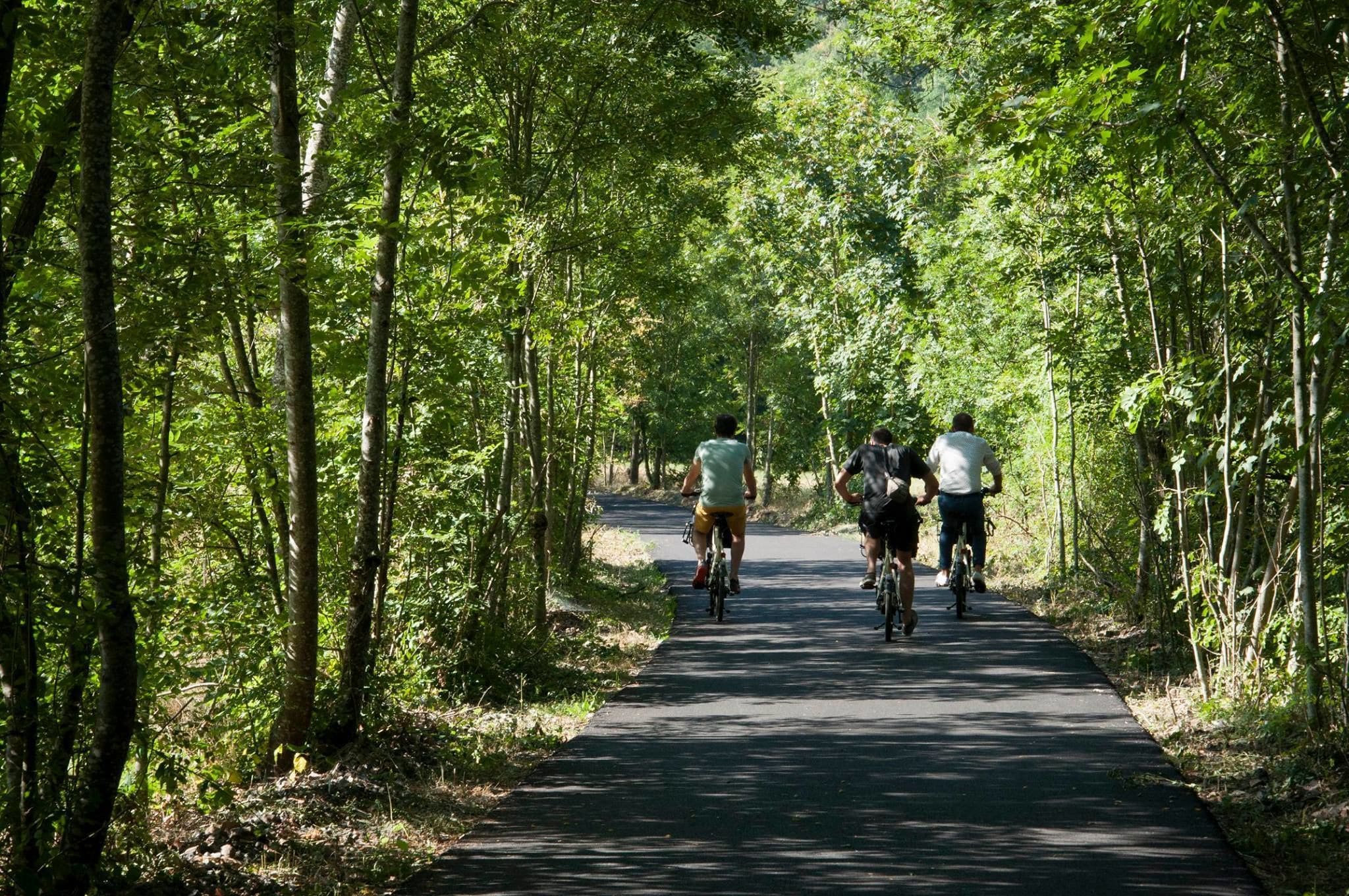 A paved path surrounded by trees.