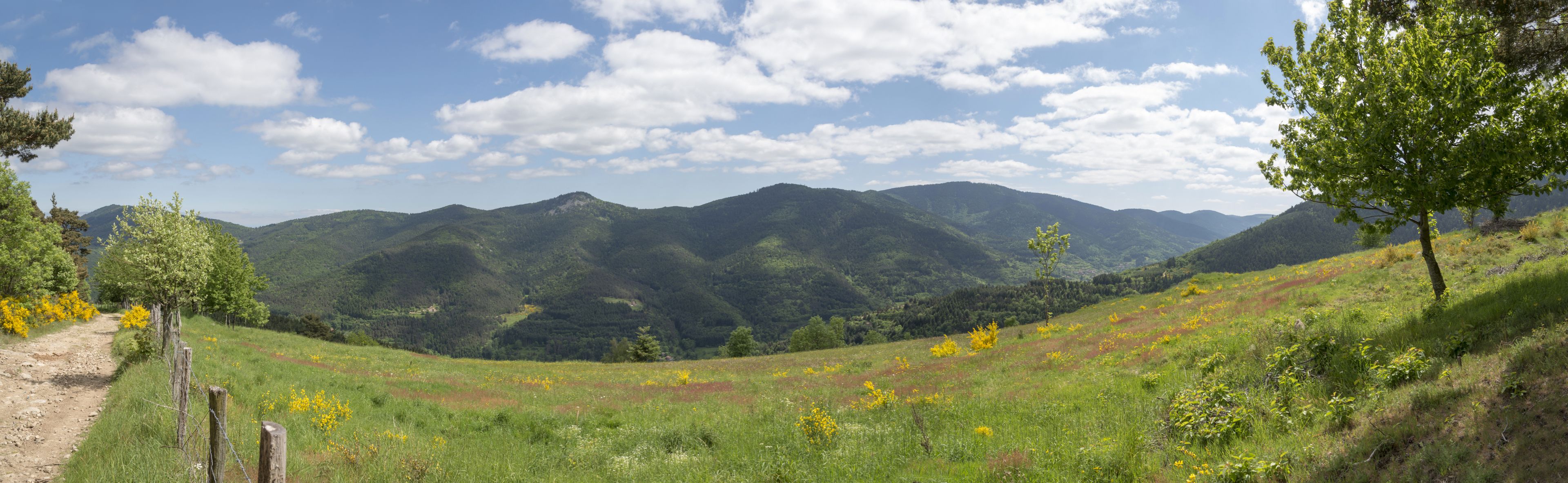 A mountainous landscape with a dirt path and wildflowers.