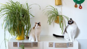 A room with a white wall, two white cabinets, and hanging plants. - Zip b&b in Florence (Florence)