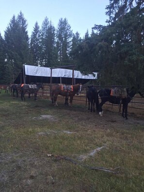 Paseos a caballo
