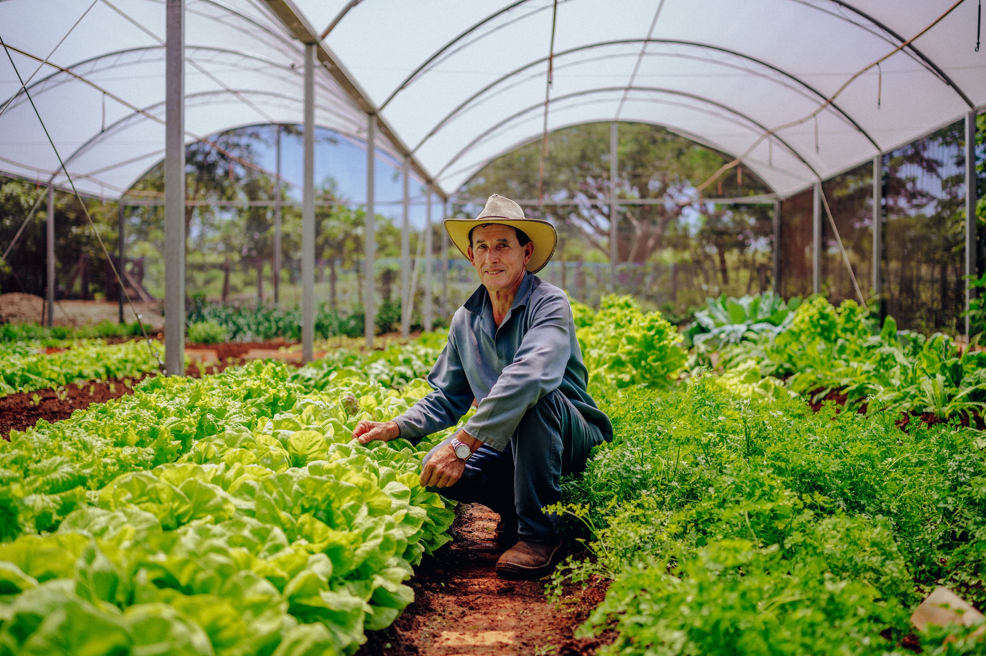 A greenhouse with rows of leafy greens, a person tending to the plants, and a clear sky.
