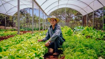 A greenhouse with rows of leafy greens, a person tending to the plants, and a clear sky.