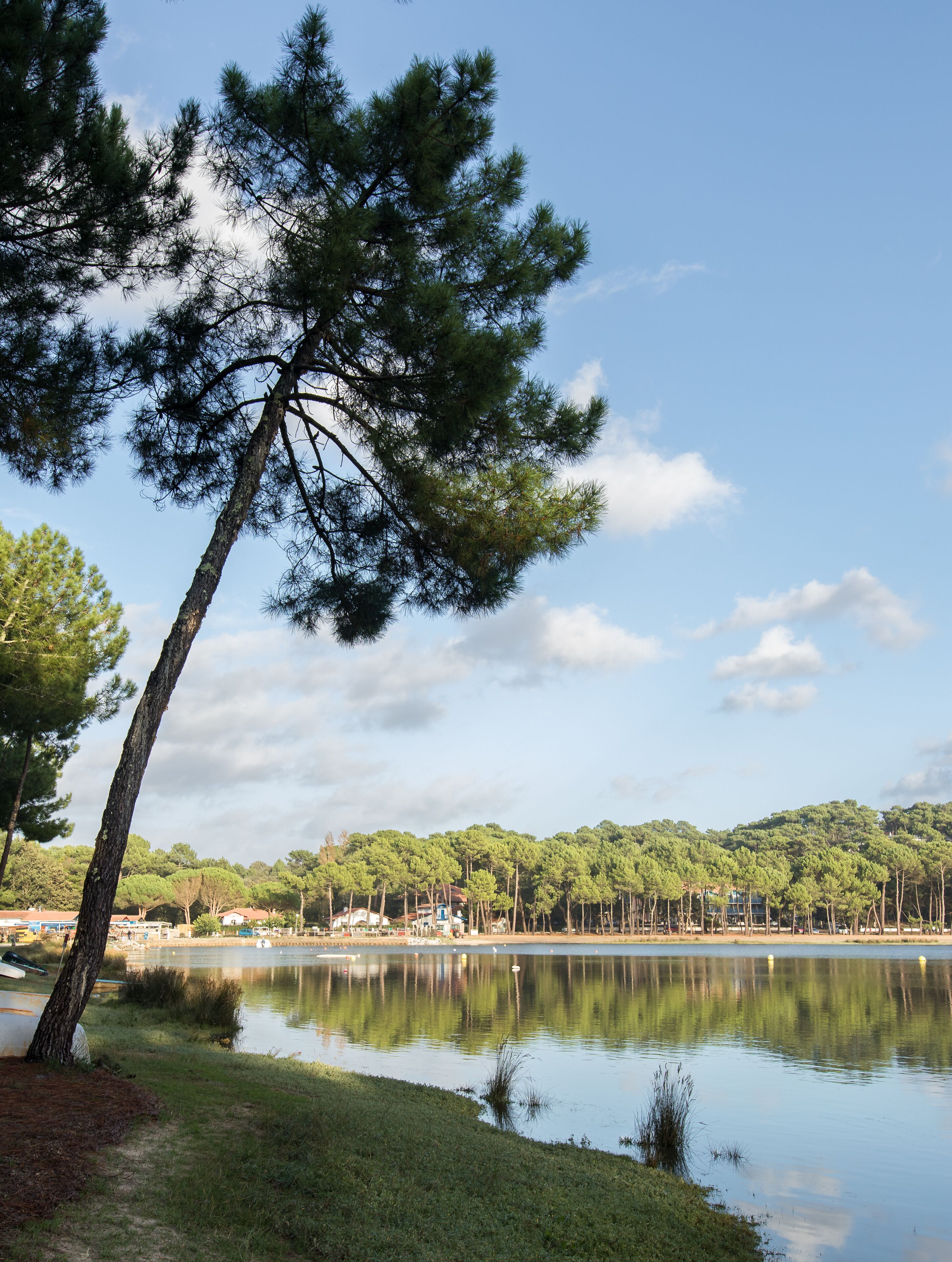 Vista de un lago con un alto pino, agua tranquila y una línea distante de edificios.