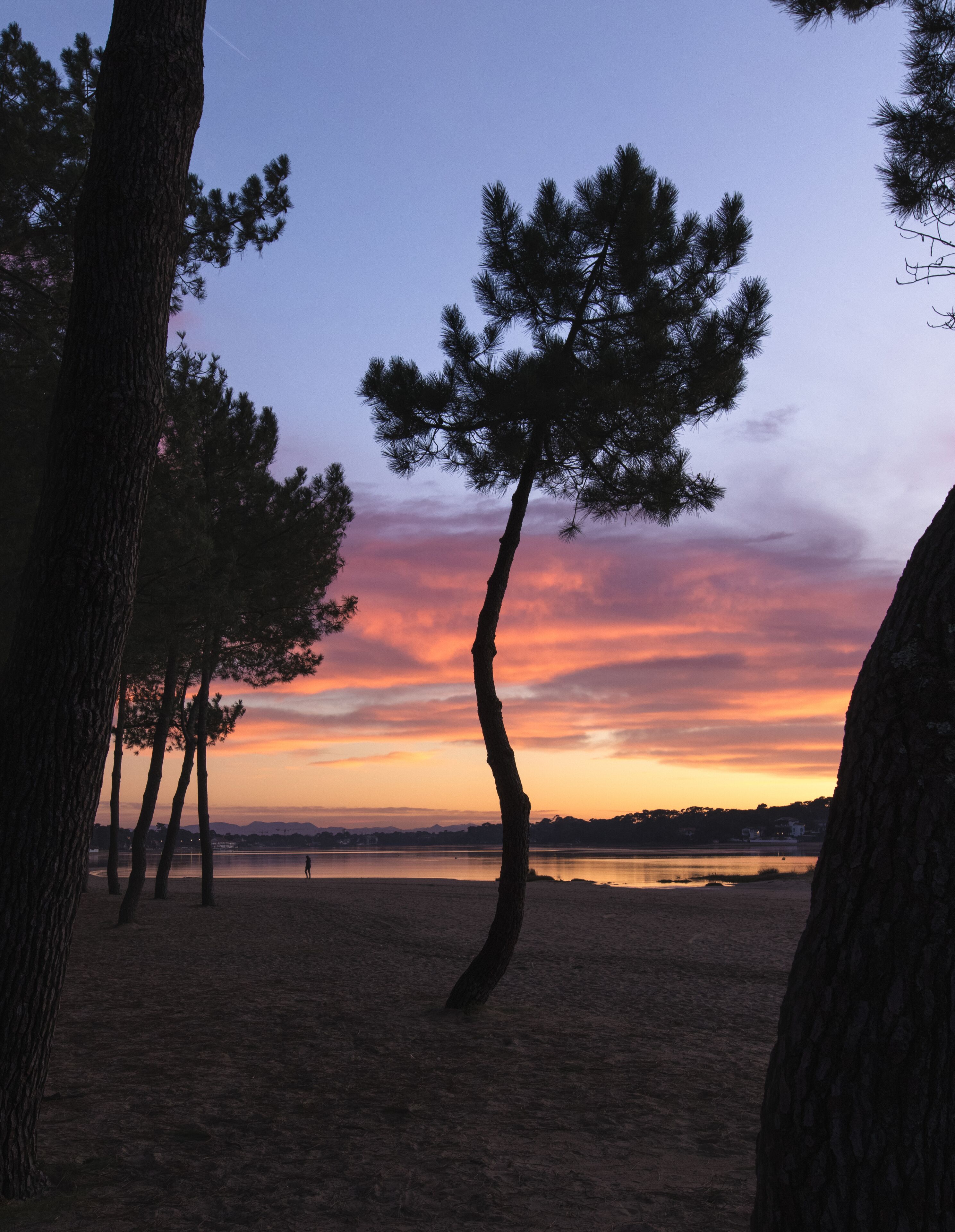 A beach with trees and a sunset.