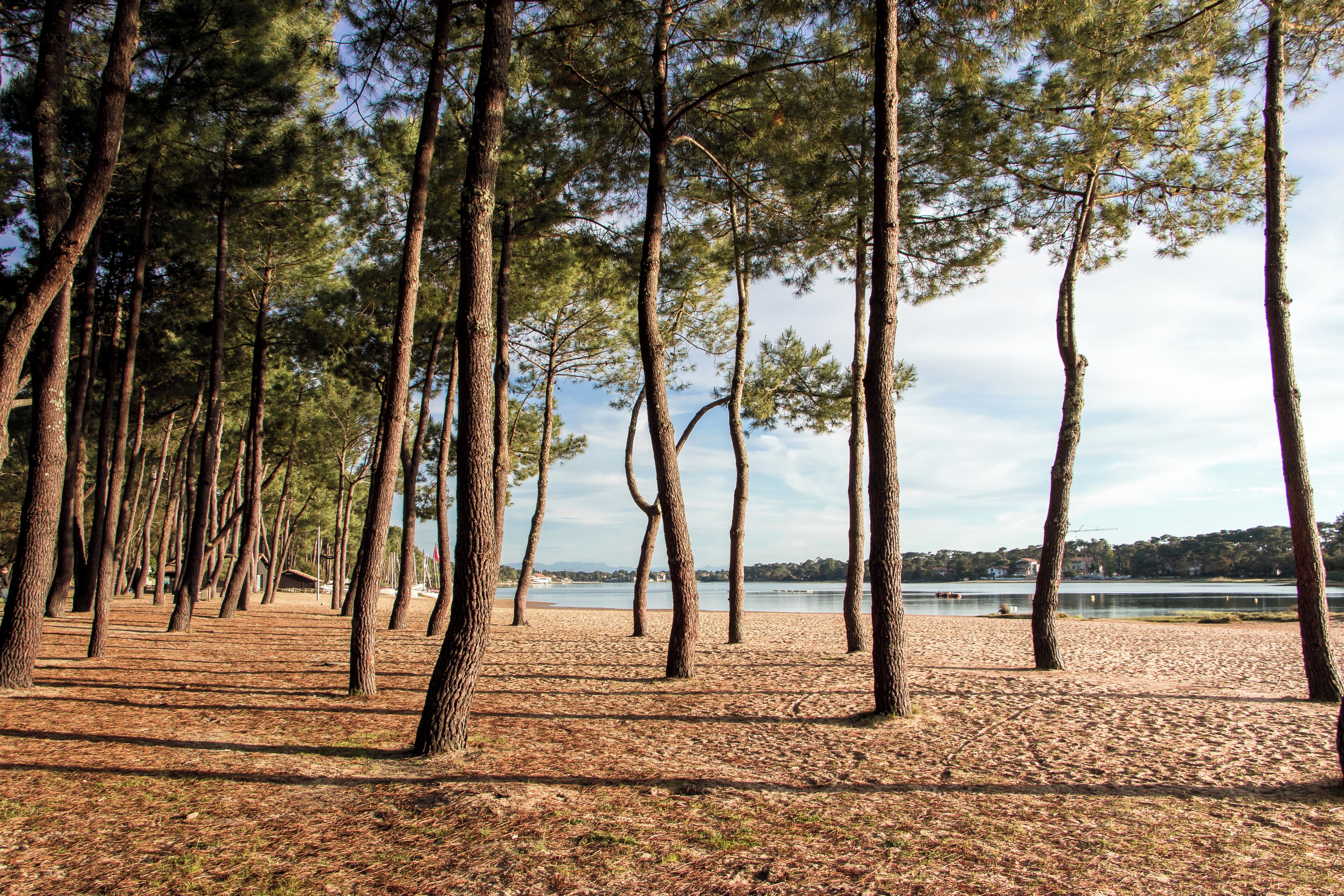 Une plage bordée de grands pins et offrant une vue sur un lac.