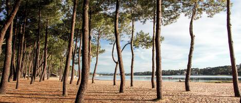Une plage bordée de grands pins et offrant une vue sur un lac.