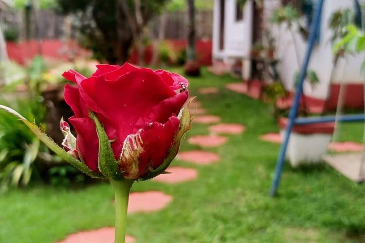 Garden view