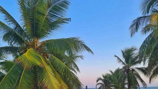 Een strand met palmbomen en een houten looppad.