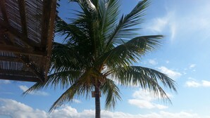 Una spiaggia con una palma, cielo sereno e mare calmo.