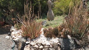 A garden with various cacti and succulents, arranged in a decorative manner with rocks and a woven basket in the center.