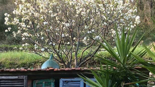 A rustic building with blue shutters and a flowering tree in front. - Historic house lovingly furnished in original vintage style (Cesio)