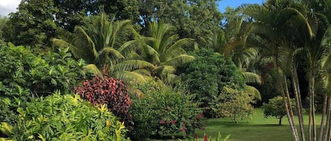 A swimming pool with a wooden deck, surrounded by lush tropical vegetation and trees.
