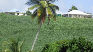 A lush green landscape with a prominent palm tree in the foreground, a white building with a blue roof in the background, and a covered structure with a white roof.