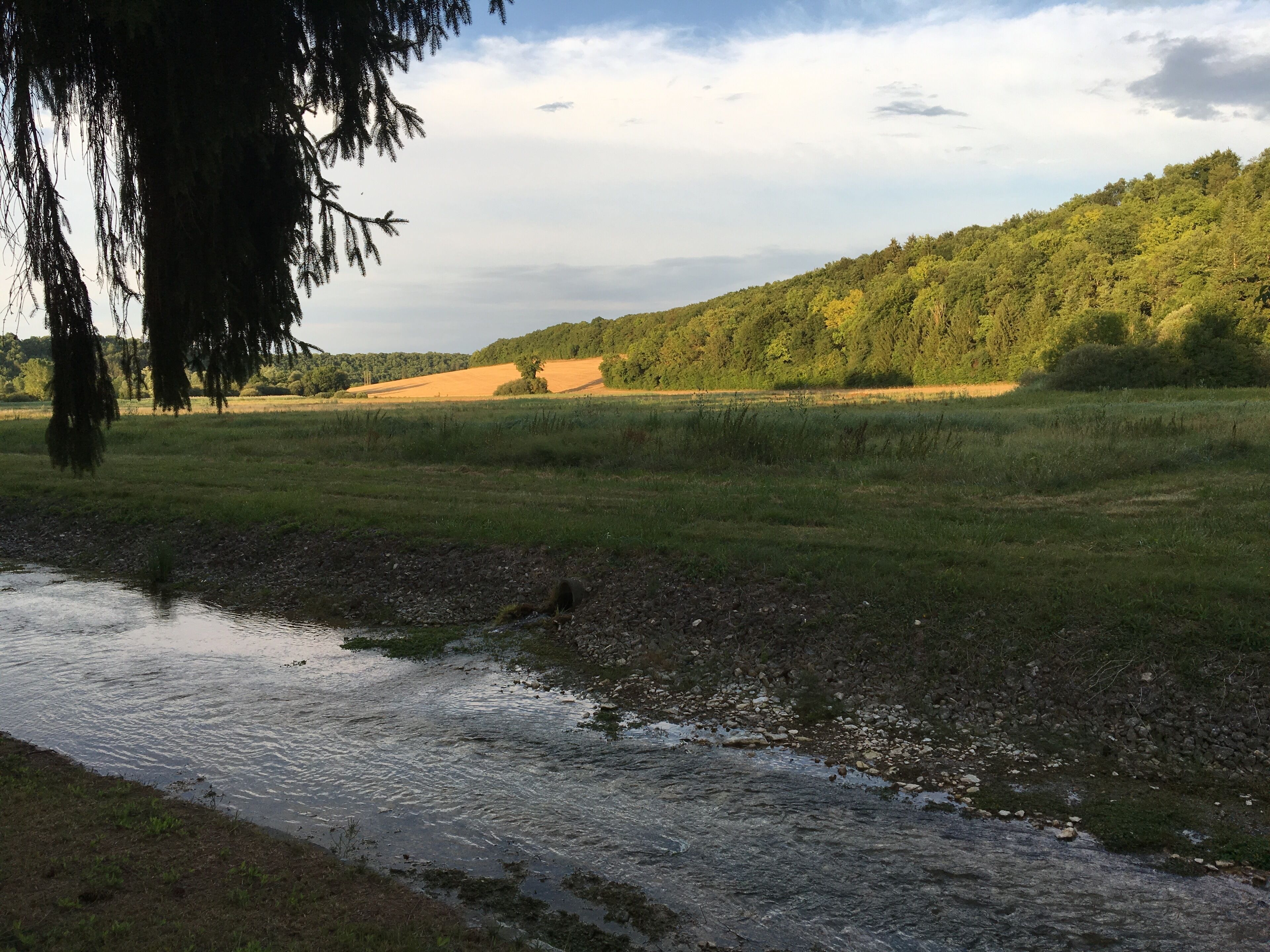 Une rivière traverse un champ herbeux, avec une colline boisée en arrière-plan.
