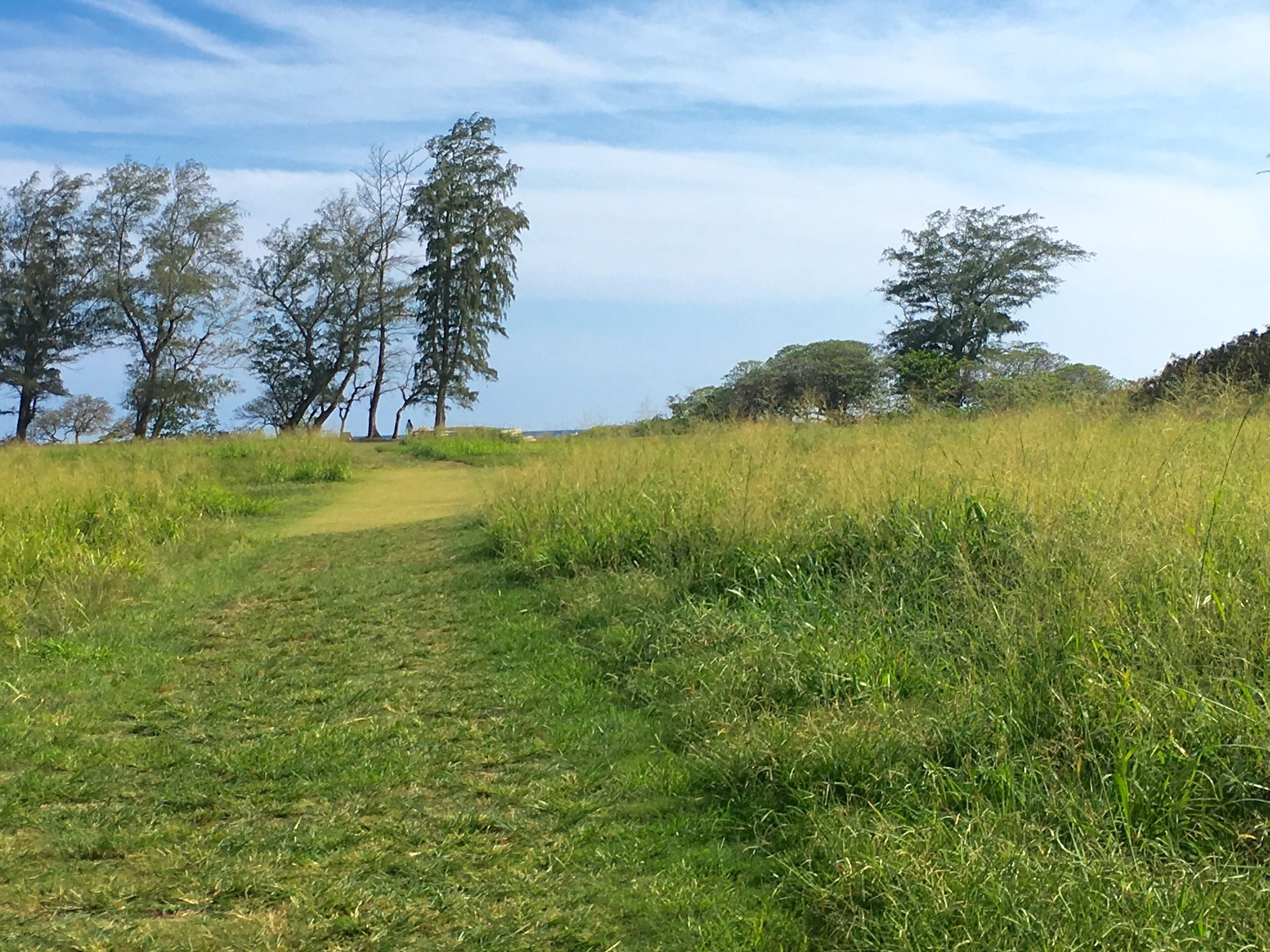 A grassy path leading through a natural landscape with trees and a clear sky.