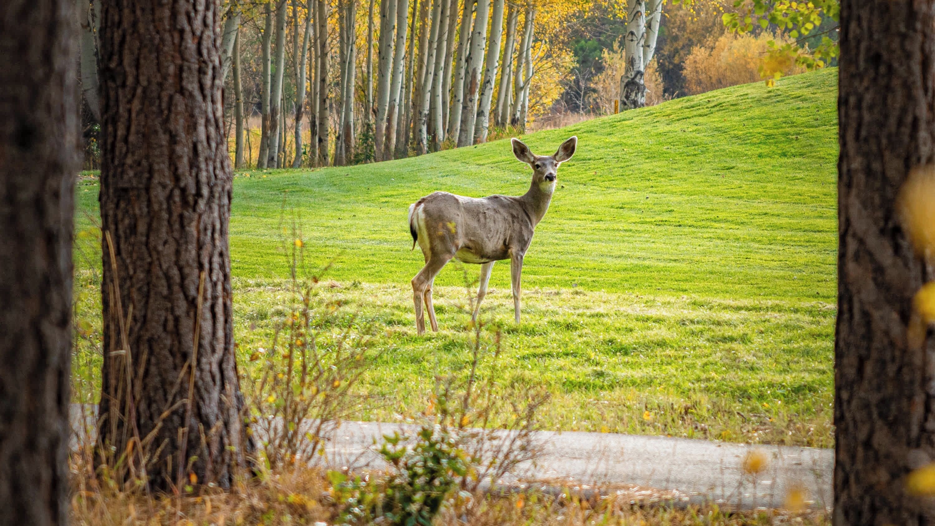 A deer in a grassy field with trees in the background.