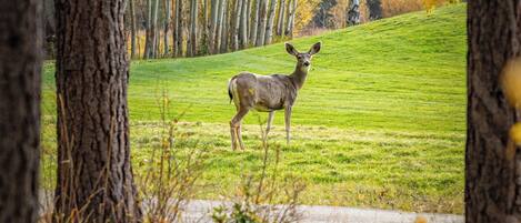 A deer in a grassy field with trees in the background.