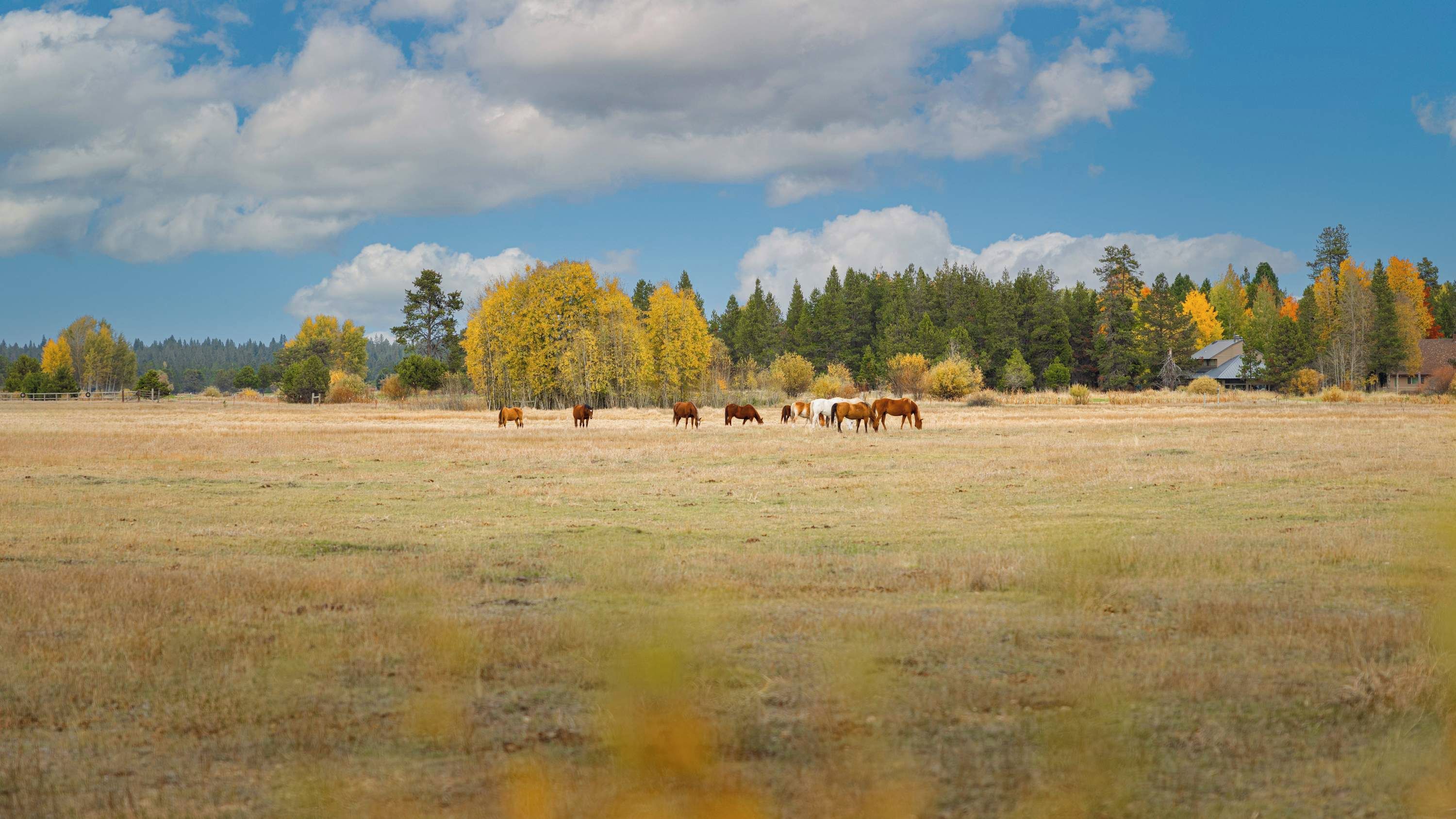 Un vaste champ ouvert où un troupeau de chevaux broute, entouré d’arbres aux feuilles d’automne, sous un ciel partiellement nuageux.