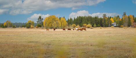 Un vaste champ ouvert où un troupeau de chevaux broute, entouré d’arbres aux feuilles d’automne, sous un ciel partiellement nuageux.