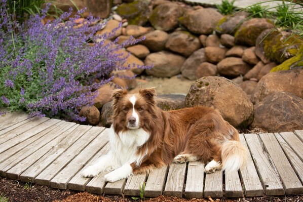 A dog lying on a wooden deck surrounded by rocks and purple flowers. - Multnomah Hidden Pond - stunning upscale romantic in lush background setting (Portland)