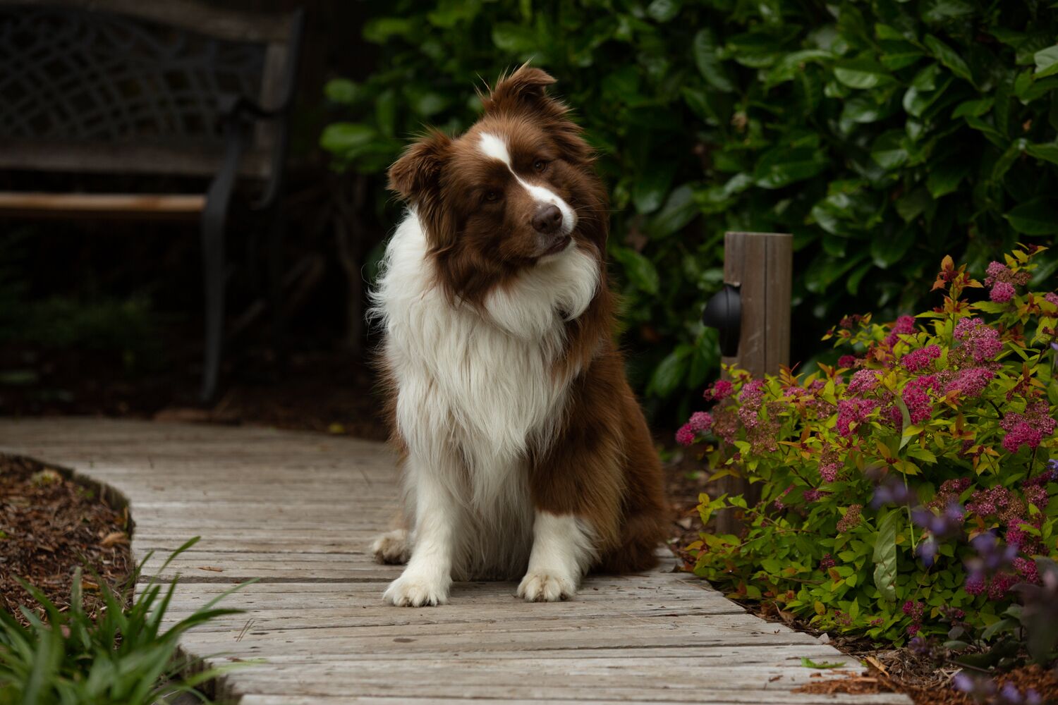 A dog sitting on a wooden deck surrounded by greenery and flowers.