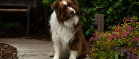 A dog sitting on a wooden deck surrounded by greenery and flowers.
