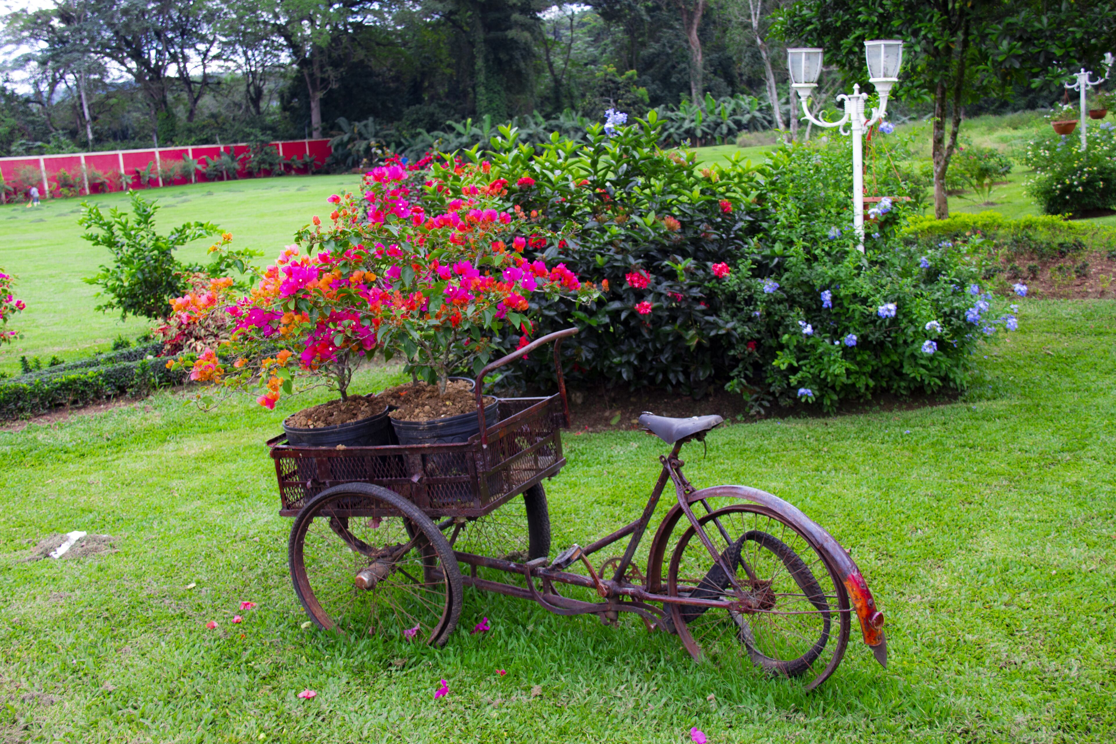 Un vélo ancien avec un panier rempli de fleurs, le tout dans un décor de jardin.