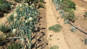 Un jardín con diversas plantas y un sendero de tierra.