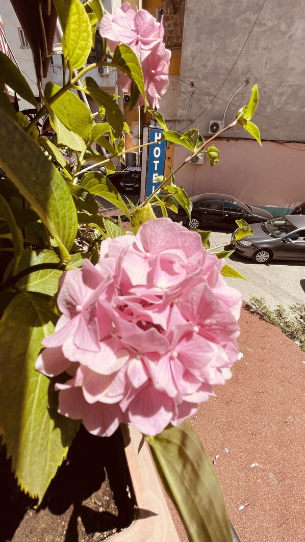 Front of property - Hotel Drinos (Tirana)