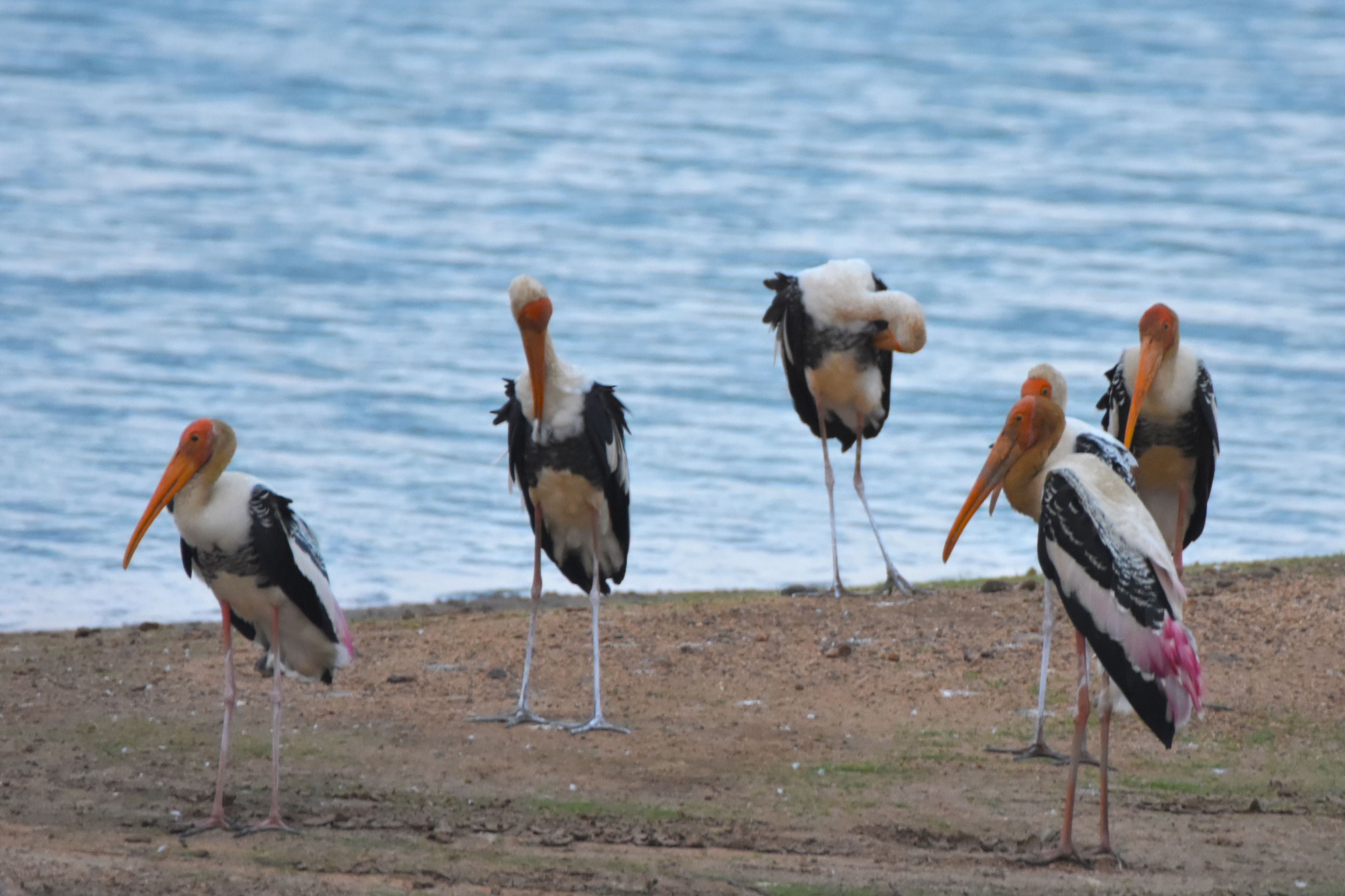 Observação de animais selvagens
