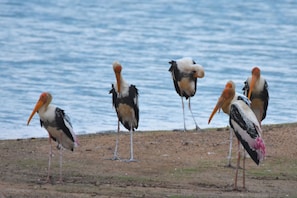 Game viewing - Explorer by Eco Team- Gal Oya National Park (Madulla)