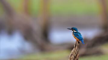 A bird perched on a branch.