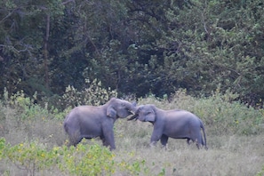 Game drive - Explorer by Eco Team- Gal Oya National Park (Madulla)