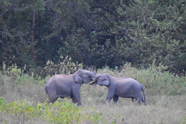 Two elephants in a natural setting with dense foliage in the background. - Explorer by Eco Team- Gal Oya National Park (Madulla)