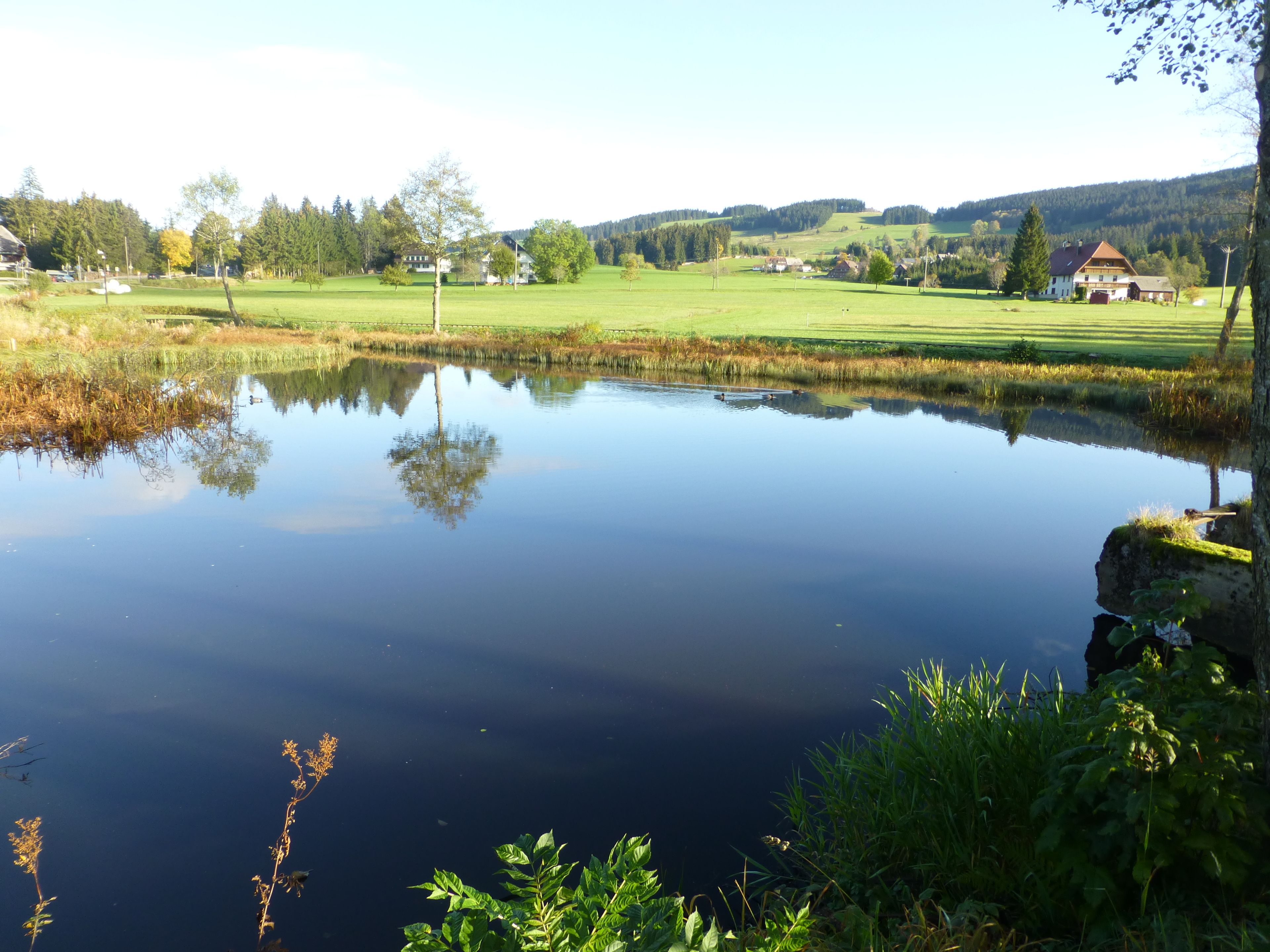 A tranquil pond with a clear reflection, surrounded by lush greenery and a distant view of a golf course and houses.