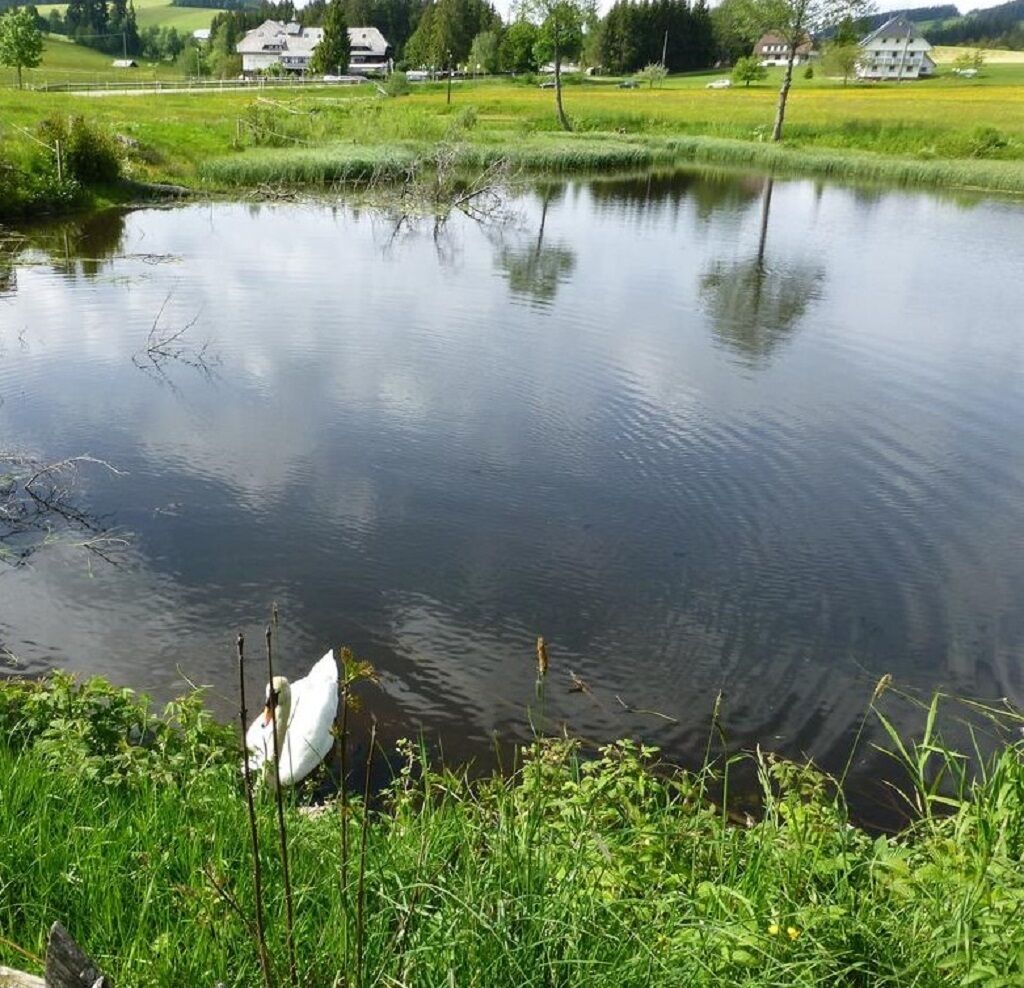 A calm pond with a swan, surrounded by lush greenery and houses in the background.