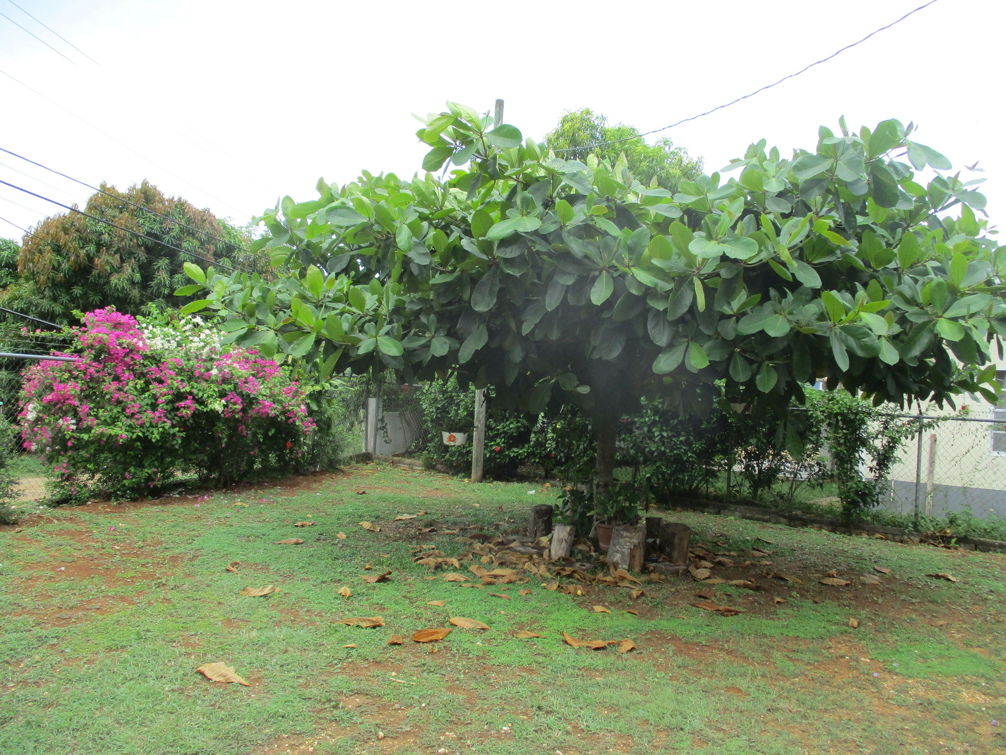 Un arbre à l’écorce épaisse et au feuillage vert et dense, situé dans un espace aménagé avec de l’herbe et des feuilles mortes.