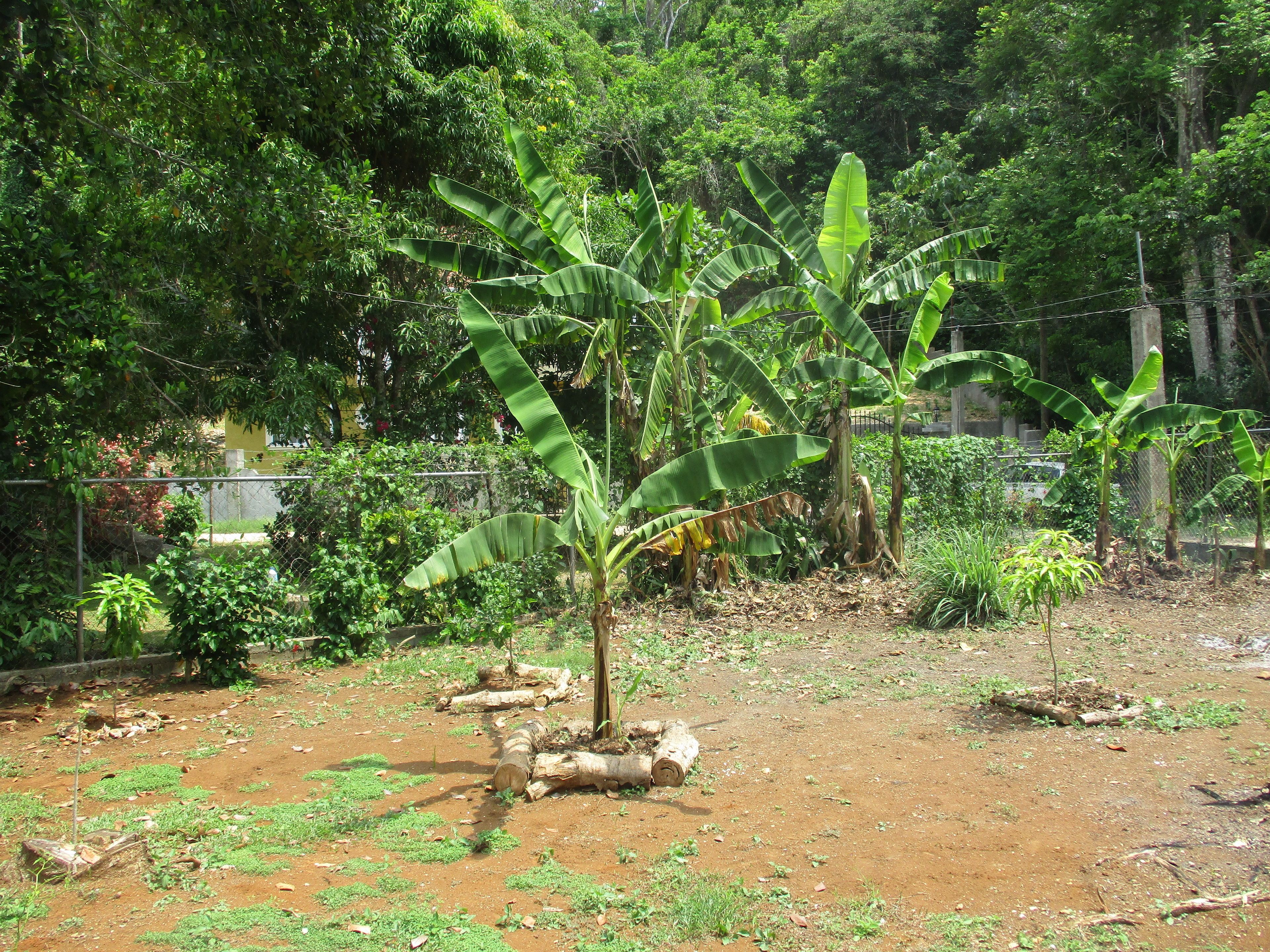 A banana tree in a fenced garden area with a dirt ground and surrounding greenery.