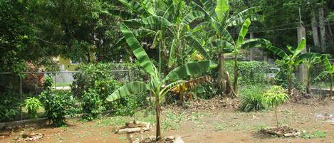 A banana tree in a fenced garden area with a dirt ground and surrounding greenery.