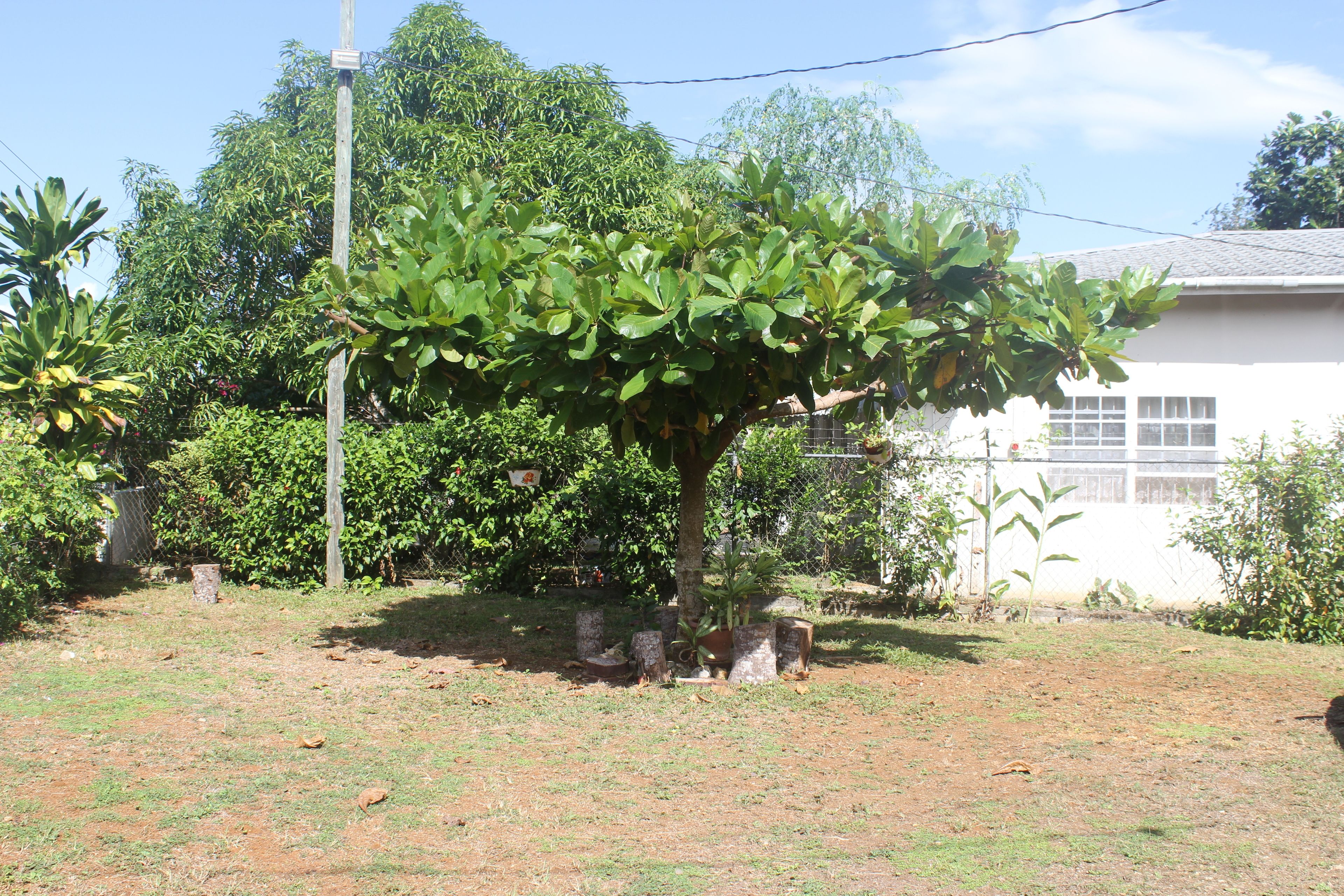 A tree with a metal structure underneath, surrounded by a grassy area with a fence and a building in the background.
