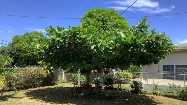 A tree in a yard with a fence and a building in the background. - ritashomeawayfromhome (Ocho Rios)