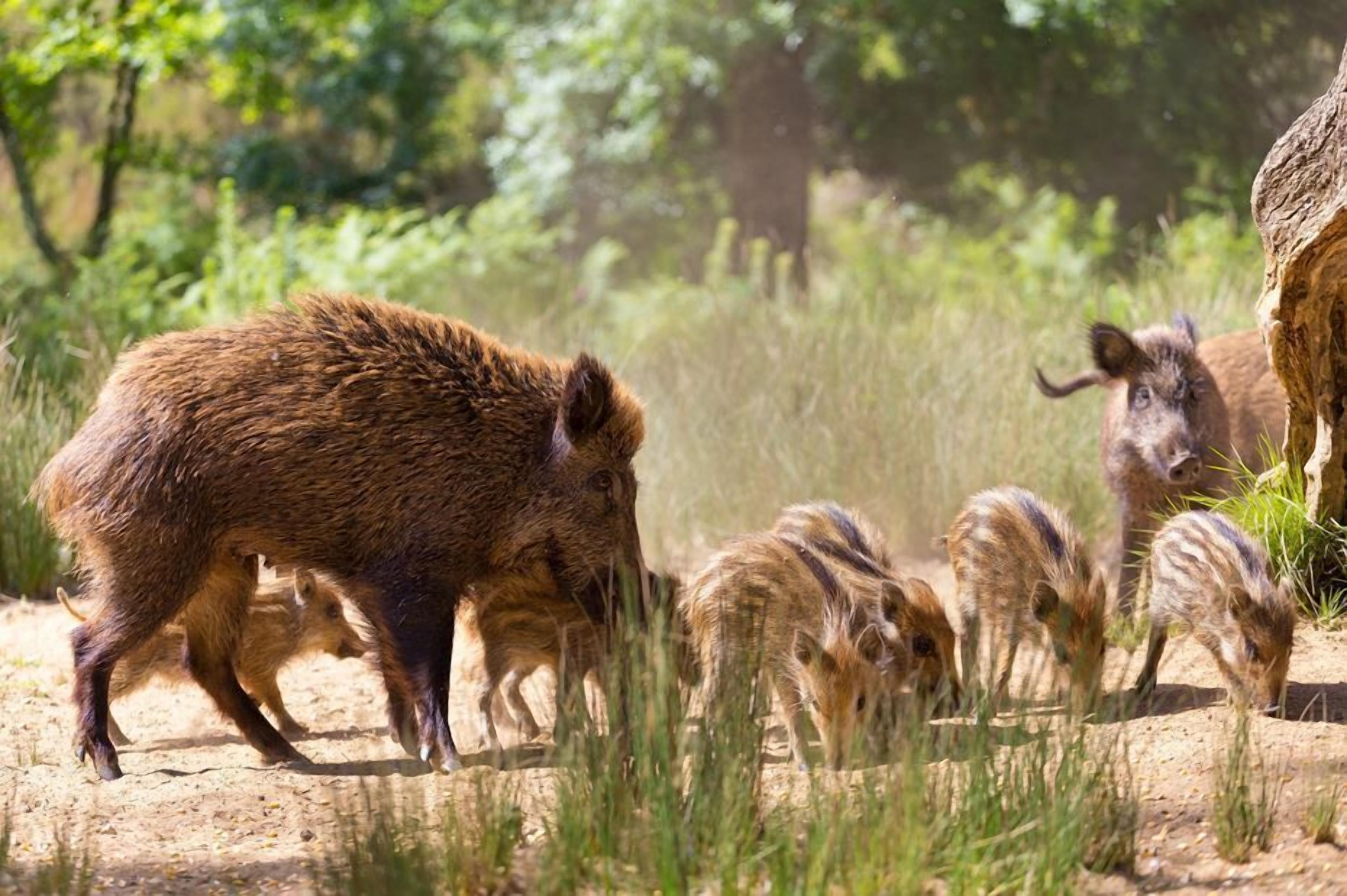 A group of wild boars in a natural setting with trees and grass.