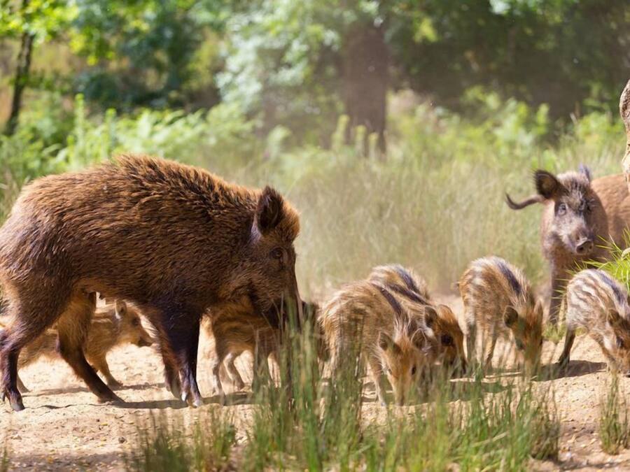 Un grup de joves porcs salvatges en un entorn natural, amb arbres i gespa.
