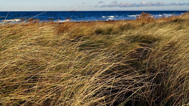 A coastal landscape with tall grasses and the ocean in the background. - Strandleben Fehmarn - Ferienwohnung Ost (Fehmarn)