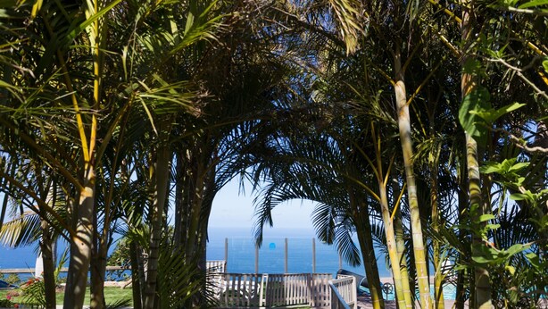 A view of a tropical garden with palm trees and a clear blue sky. - Side sea view, HEATED POOL, Heating, Wide terrace, Free wifi (7) (La Matanza de Acentejo)