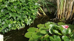 A pond with lily pads and a pink water lily, surrounded by greenery and a white picket fence. - Pension Carmen (Bad Hoenningen)