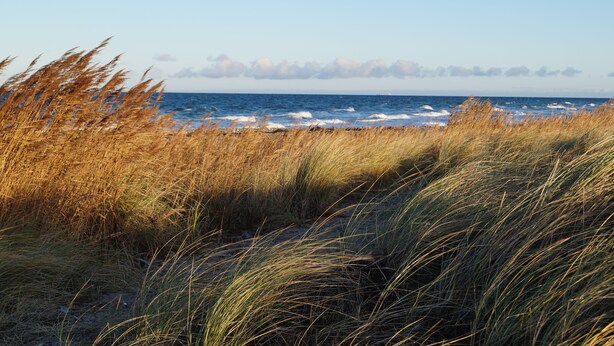 A coastal landscape with tall grasses and a view of the ocean. - Strandleben Fehmarn - Ferienhaus 1 (Fehmarn)