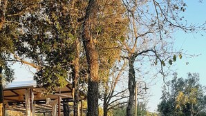A garden pathway with potted plants and trees.