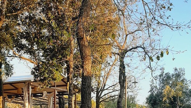 A garden pathway with potted plants and trees. - Serraiola Alta (Monterotondo Marittimo)